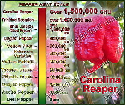 SMOKED Red Carolina Reaper Pepper Powder (kg)