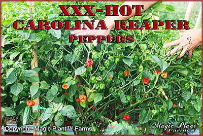 Red Carolina Reaper Dried Whole Pods (kg)