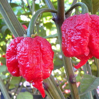 Red Carolina Reaper Dried Whole Pods (kg)