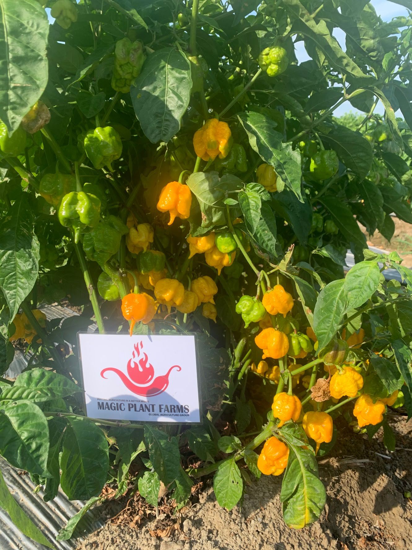 Yellow Carolina Reaper Whole Pods