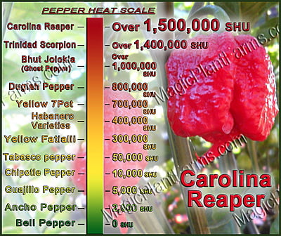 Chocolate Carolina Reaper Pepper Powder 1kg. / 2.2lb.