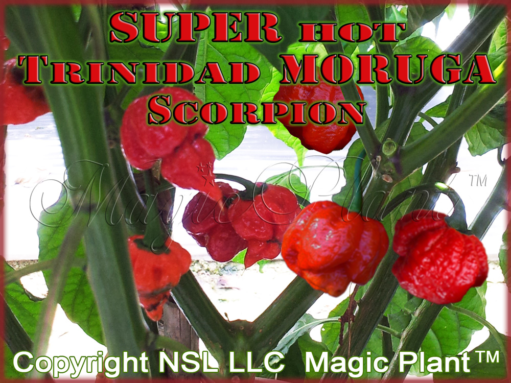 Fresh Red Trinidad Scorpion Pepper Plant