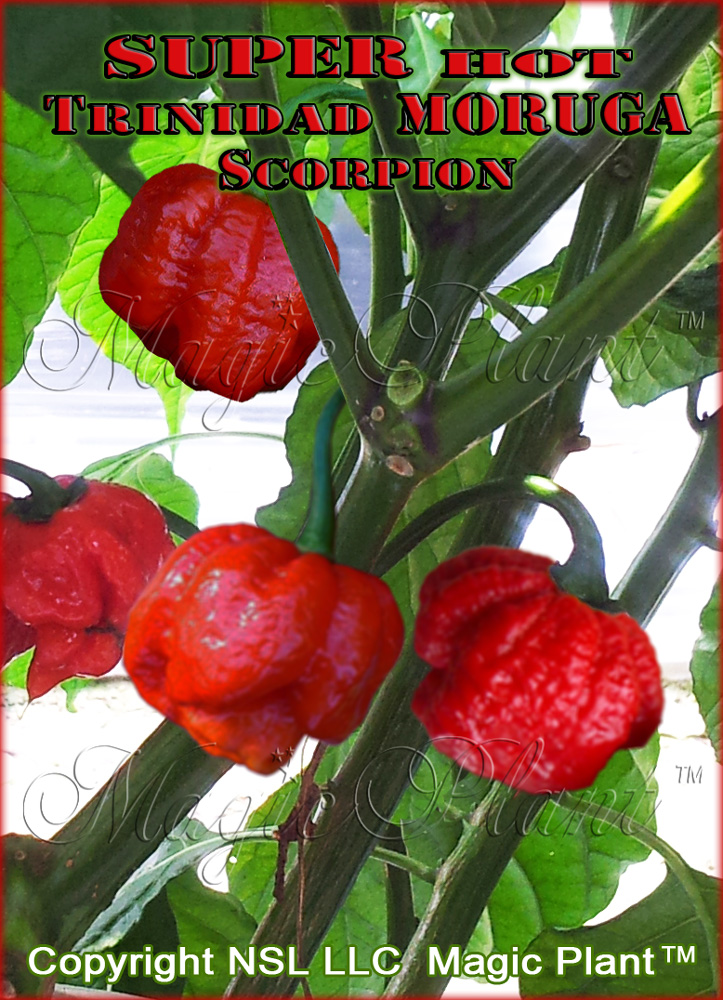 Red Trinidad Scorpion Pepper Plant