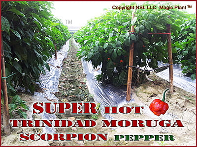 $ WT - Red Moruga Scorpion Powder | Finely Ground Moruga Scorpion Chile Pepper (Sizes)