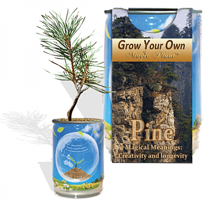 Pine Tree Growing Kit - Water, Watch it Grow!
