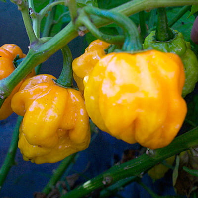 $ WT - Yellow Jamaican Scotch Bonnet Chili Pepper Mash / Puree Naturally Fermented (Sizes)