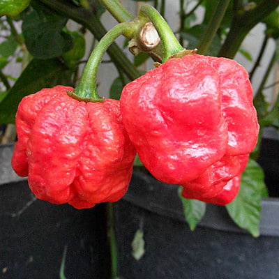 $ WT - Red Moruga Scorpion Dried Pods | Whole Moruga Scorpion Chile Pods (Sizes) $ WT - Red Moruga Scorpion Dried Pods | Whole Moruga Scorpion Chile Pods (Sizes)